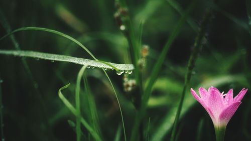 Close-up of wet leaf on grass