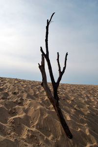 Dead tree on desert against sky