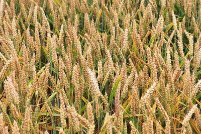 Beautiful and detailed close up view on crop and wheat field textures in northern europe