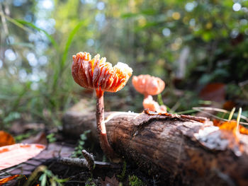 Close-up of mushroom growing on tree trunk