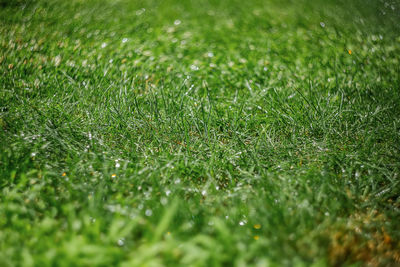 Full frame shot of wet grass