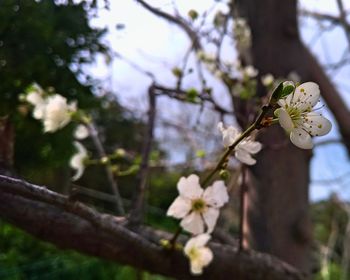 Close-up of white cherry blossom tree