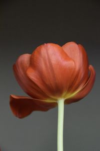 Close-up of red flower against black background