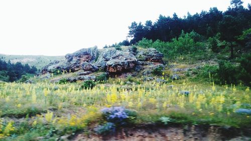 Scenic view of forest against clear sky