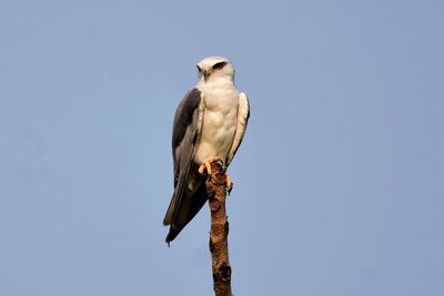 Low angle view of eagle perching on tree against sky