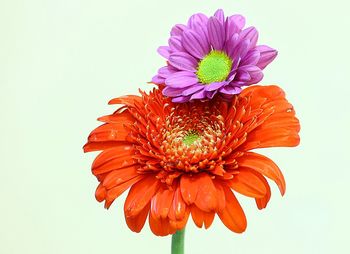 Close-up of daisy against white background