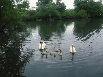 Ducks swimming in lake