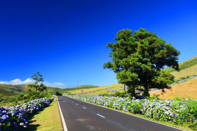 Road amidst plants and trees against clear blue sky