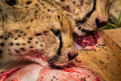 Close-up of two cheetahs feeding on carcase