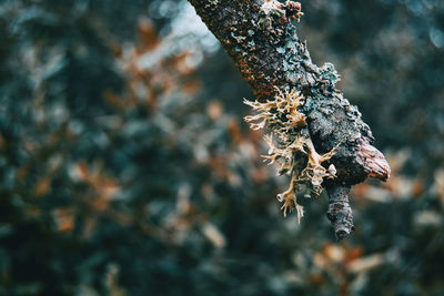 Close-up of frost on tree trunk during winter