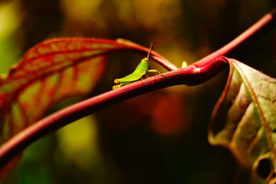 Close up photo animal life.