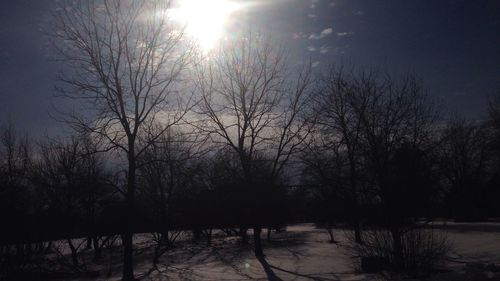 Reflection of bare trees in lake