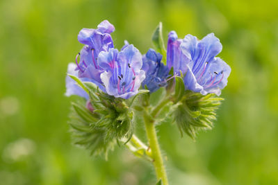 Close up of a vipers bugloss  plant in bloom