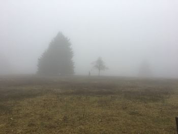 Trees on field in foggy weather