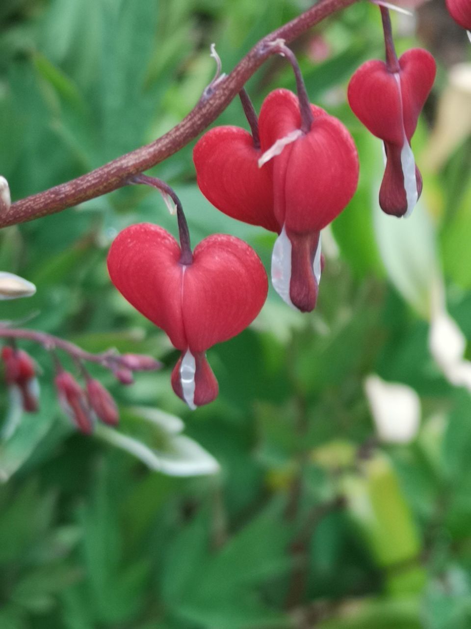 CLOSE-UP OF RED FLOWERING PLANTS