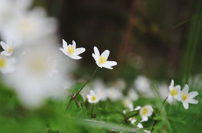 Close-up of white flowering plant in field