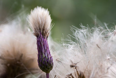 Close-up of flowers against blurred background