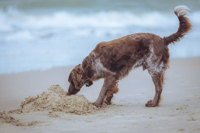 Dog on beach