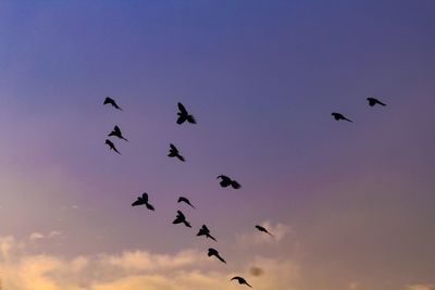 Low angle view of birds flying in sky