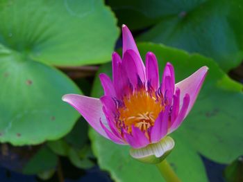 Close-up of fresh pink water lily in pond