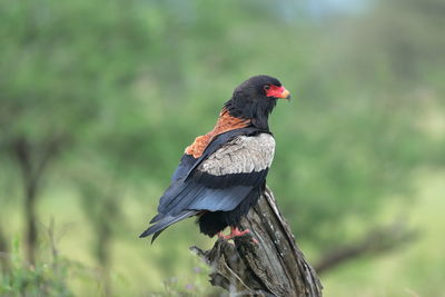 Close-up of bird perching on a land