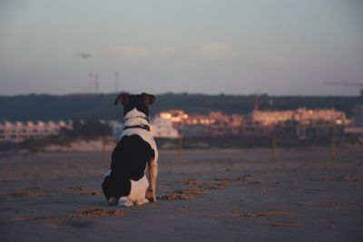 Dog standing on beach