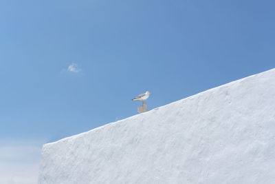 Low angle view of seagull flying against blue sky