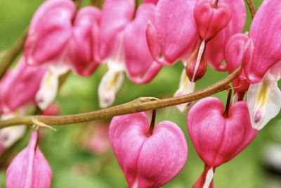 Close-up of pink flower buds