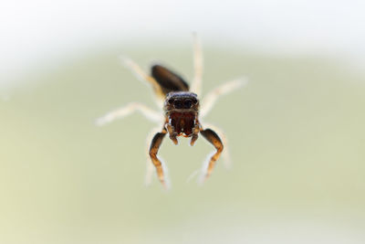 Close-up of spider