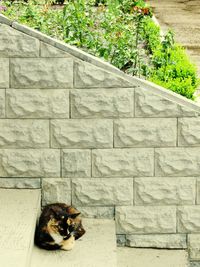 High angle view of cat on plant