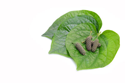 High angle view of green leaves against white background