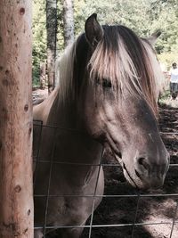 Close-up portrait of horse in ranch