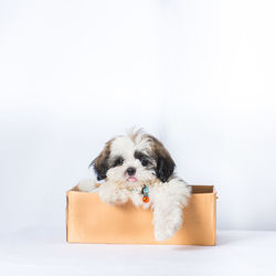 Close-up of a puppy in box against white background