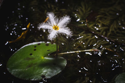 Close-up of raindrops on flower