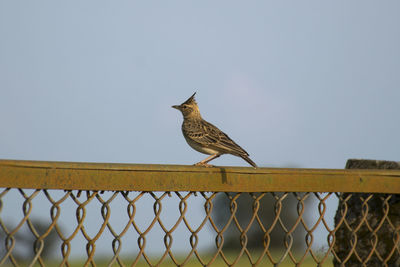 Low angle view of bird perching on fence against clear sky