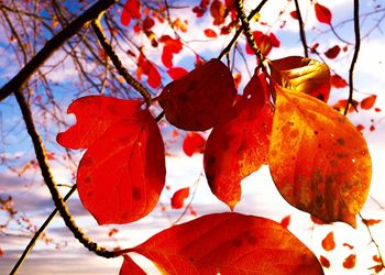 Close-up of red maple leaves