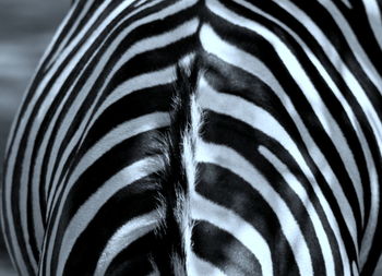 Close-up of zebra