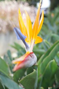 Close-up of flowering plant