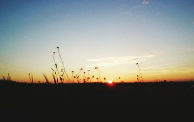 Silhouette of trees at sunset