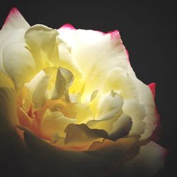 Close-up of rose over black background