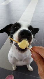 Close-up of hand holding dog