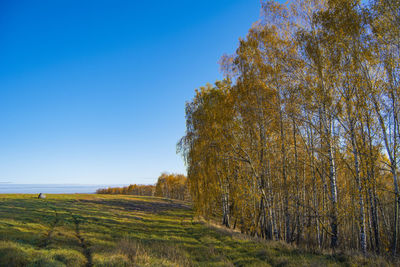 Trees on field against clear blue sky