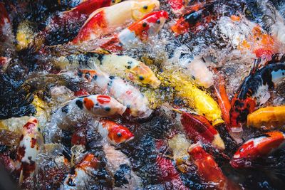 View of koi carps swimming in sea