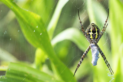 Close-up of spider on web