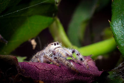 Close-up of spider on plant