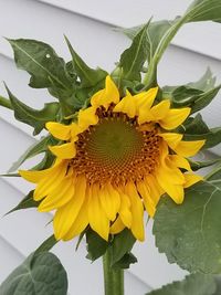 Close-up of sunflower blooming outdoors