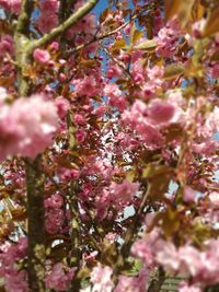 Close-up of flowers growing on tree