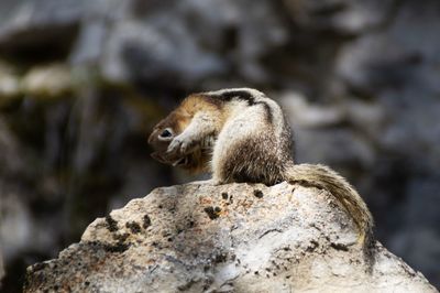 Squirrel sitting on rock