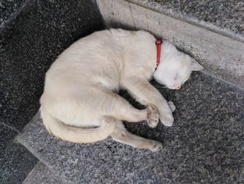 High angle view of cat sleeping