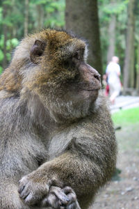 Close-up of gorilla sitting on tree